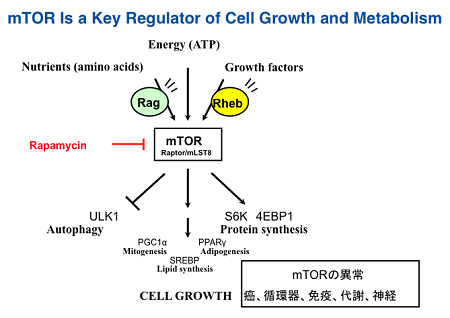 mTOR Is a Key Regulator of Cell Growth and Metabolism