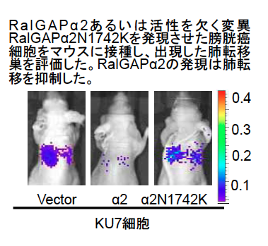 RalGAPα2の発現は肺転移を抑制した