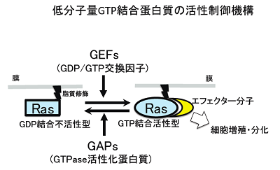 低分子量GTP結合蛋白質の活性制御機構