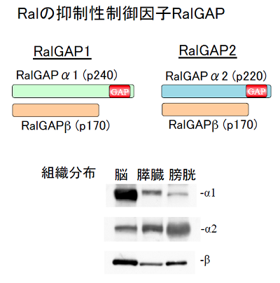Ralの抑制性制御因子RalGAP